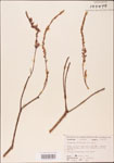 000003603-thumbnail.jpg