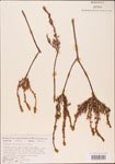 000003605-thumbnail.jpg