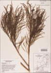 000003608-thumbnail.jpg