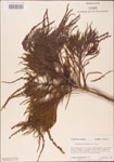 000003609-thumbnail.jpg