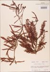 000003610-thumbnail.jpg