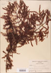 000003611-thumbnail.jpg