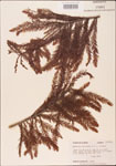 000003612-thumbnail.jpg