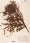 000003613-thumbnail.jpg
