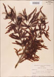 000003616-thumbnail.jpg