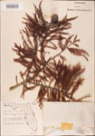 000003617-thumbnail.jpg