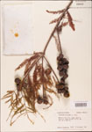 000003618-thumbnail.jpg