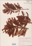 000003620-thumbnail.jpg
