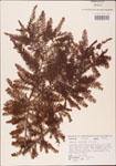 000003621-thumbnail.jpg