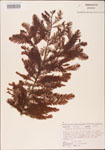 Taxodium