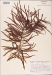 000003623-thumbnail.jpg