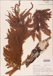 000003625-thumbnail.jpg