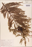 000003626-thumbnail.jpg