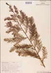 Taxodium