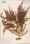 Taxodium