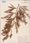Taxodium