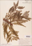 Taxodium