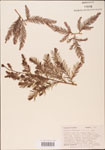 Taxodium