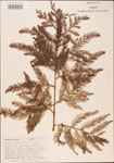 Taxodium