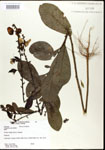 000003651-thumbnail.jpg