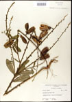 000003654-thumbnail.jpg