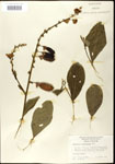 000003660-thumbnail.jpg