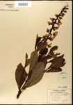 000003661-thumbnail.jpg