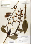 Crotalaria