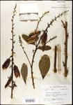 000003663-thumbnail.jpg