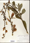 000003664-thumbnail.jpg