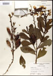 000003665-thumbnail.jpg