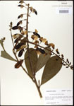000003666-thumbnail.jpg