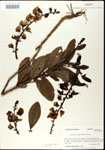 000003667-thumbnail.jpg