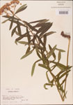 000003672-thumbnail.jpg