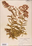000003673-thumbnail.jpg