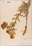 000003674-thumbnail.jpg
