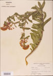 000003675-thumbnail.jpg