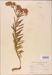 000003676-thumbnail.jpg