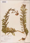 000003681-thumbnail.jpg