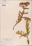 000003682-thumbnail.jpg