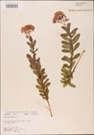 000003683-thumbnail.jpg