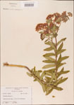 000003686-thumbnail.jpg
