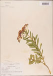 000003687-thumbnail.jpg