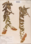 000003688-thumbnail.jpg