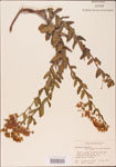 000003691-thumbnail.jpg