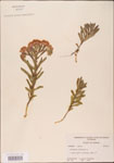 000003696-thumbnail.jpg