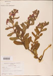 000003697-thumbnail.jpg