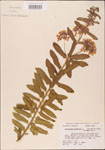 000003698-thumbnail.jpg