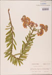 000003699-thumbnail.jpg