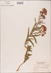 000003700-thumbnail.jpg